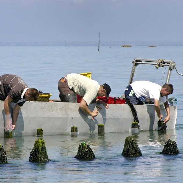 DISCOVERY OF OYSTERS AND MUSSELS FARMS